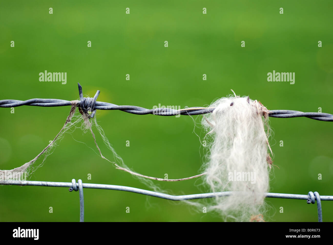 Sheep`s wool caught on barbed wire, UK Stock Photo Alamy